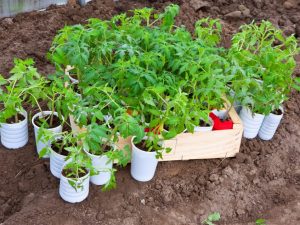 Regler för transplantation av tomatplanter