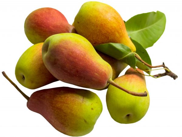 Plody jsou velké. Hmotnost ovoce v průměru 150-200 gr