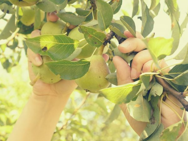 För att få en bra skörd av Crimean Honey Pear måste du följa reglerna för plantering och vård
