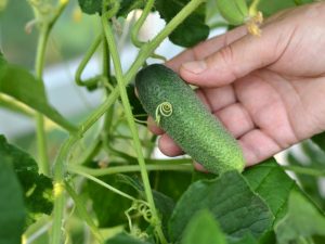 Characteristics of hybrid cucumbers Picnic