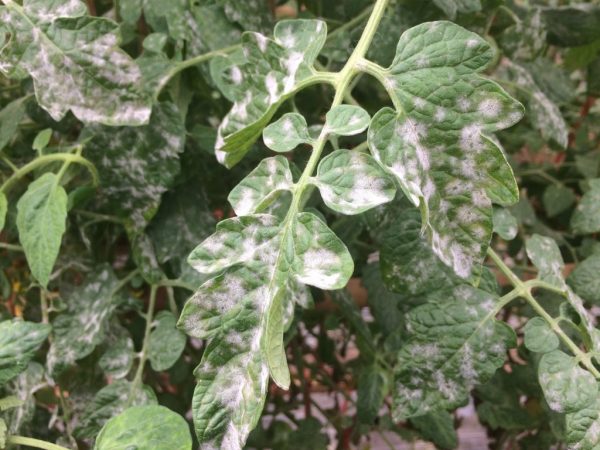 Orsaker till blekning av blad i tomater