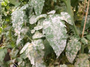 Orsaker till utseendet på vita blad i tomater i ett växthus