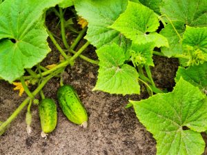 Causes of the pale color of cucumber leaves