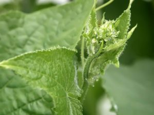 Causes of pallor of leaves in cucumbers