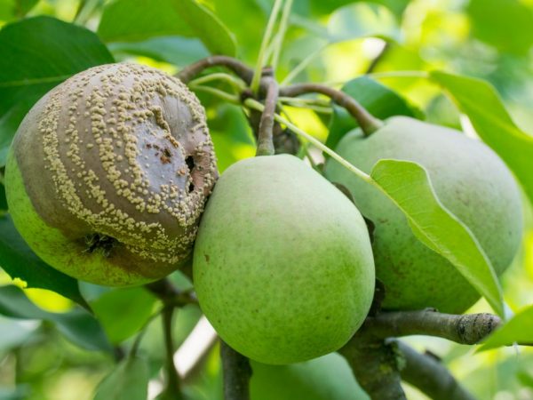 Orsaker till ruttnande päron på ett träd