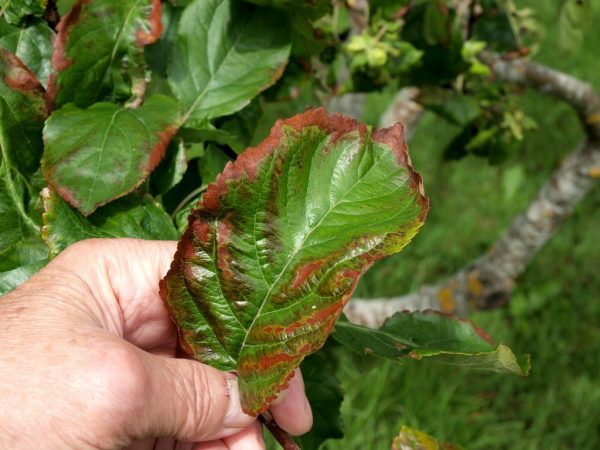 Causas del enrojecimiento de las hojas en una pera.
