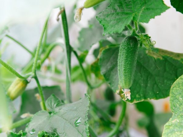 Redenen om de groei en vruchtvorming van komkommers te stoppen