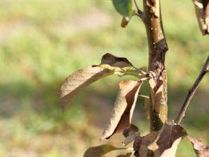 Orsaker till bladkrullning i päron
