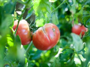 Tomater spricker på en buske i ett växthus