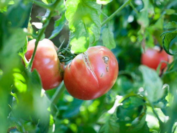 Waarom barsten tomaten in een struik in een kas?