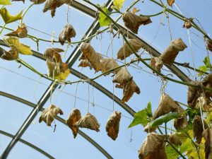 Causes du flétrissement des feuilles chez les concombres