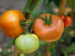 Eigenschaften von Tomatensorten Geschenk an die Frau