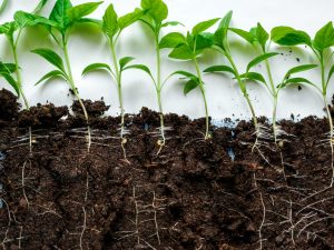 A talaj előkészítésének szabályai a borspalánták számára