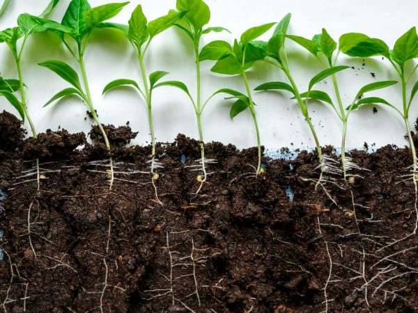 Regels voor het voorbereiden van grond voor peperzaailingen