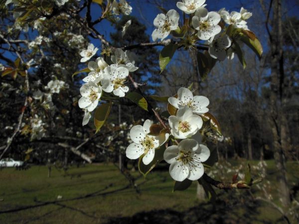 Topdressing van peren in het voorjaar