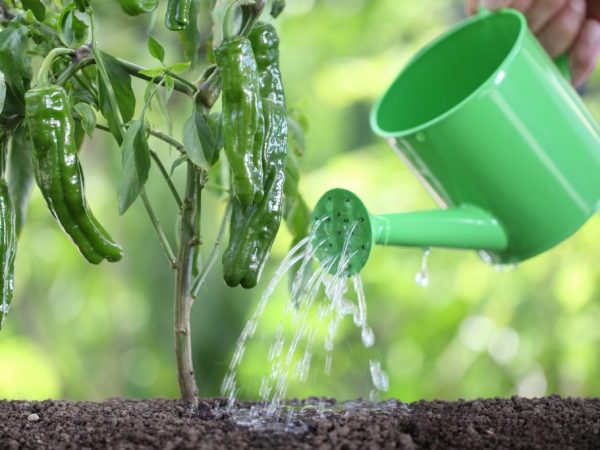 Ujistěte se, že zaléváte papriky hnojivem