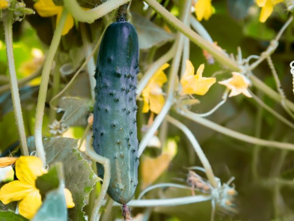 Topdressing van komkommers tijdens bloei en vruchtzetting
