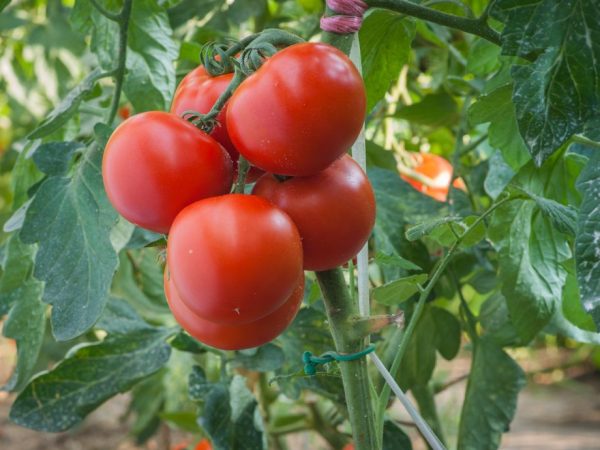 Kännetecken för tomater av sorten Polfast f1