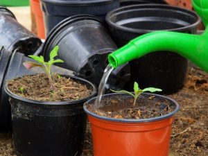 Regeln für die Bewässerung von Tomaten