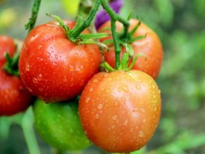 Anbau und Verwendung einer Tomate