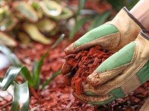 A burgonya Kartelev módszer szerinti termesztésének elve