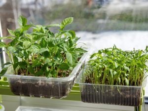 Regler för plantering av peppar i Sibirien