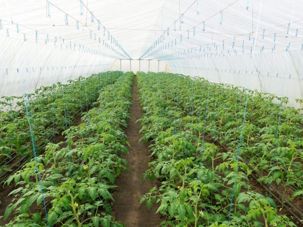 Principen för att plantera tomater i ett växthus