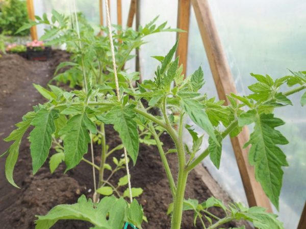 Het beplantingsschema is afhankelijk van de variëteit aan tomaten