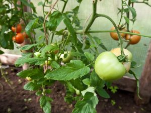 Ympning av tomater