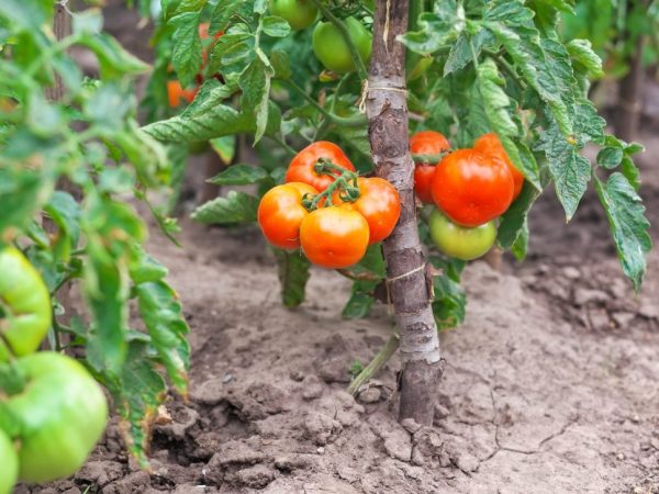 Cele mai frecvente probleme cu tomatele