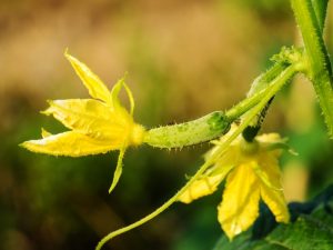 Oorzaken van onvruchtbare bloemen op komkommers