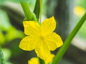Treatment of barren flowers on cucumbers in a greenhouse