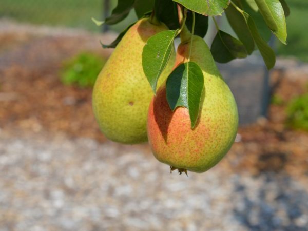 Características de las variedades tempranas de peras.