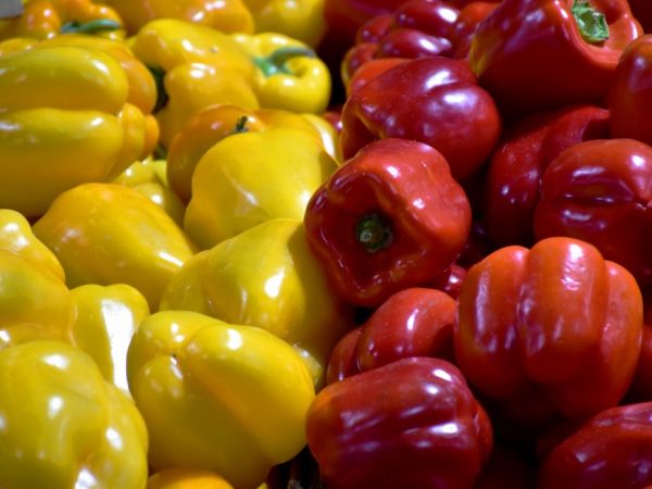 Popular early varieties of pepper