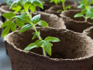 Σπορόφυτα τομάτας για το θερμοκήπιο: κανόνες καλλιέργειας