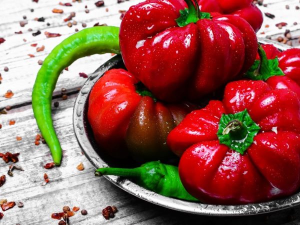 Characteristics of the Ratunda pepper variety