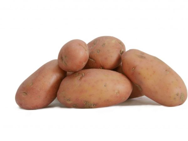 Charakteristika brambor červené Sonya