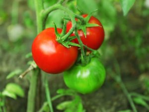 Características de la variedad de tomate Richie