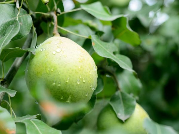 Χαρακτηριστικά της ποικιλίας Rogneda αχλάδι