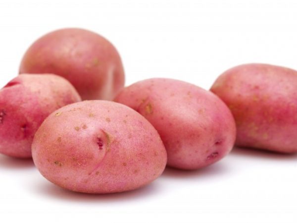 Beskrivning av Rosalind potatis
