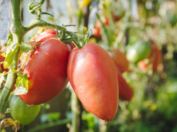 Περιγραφή και χαρακτηριστικά της ντομάτας Pink Stella