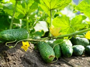 Nejproduktivnější odrůdy okurek pro skleníky