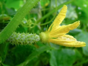 Cucumber growing rules