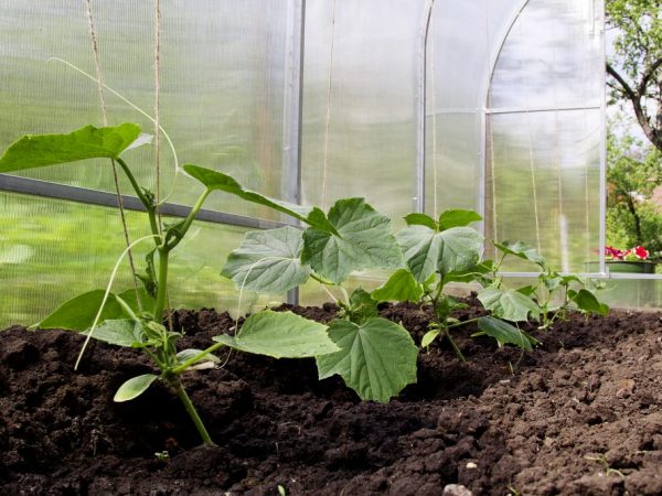 V květnu můžete okurky vysadit ve skleníku.