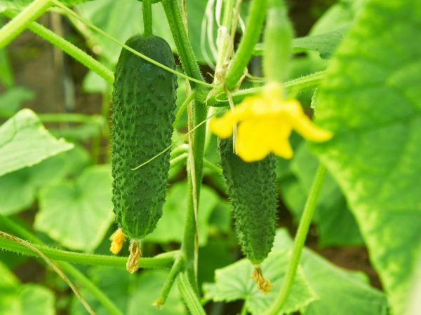 Beschrijving van de variëteit komkommers Shchedryk f1