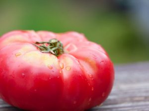 Kännetecken för den sibiriska Trump-tomatsorten