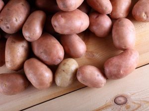 Beskrivning av potatis Lilac Mist