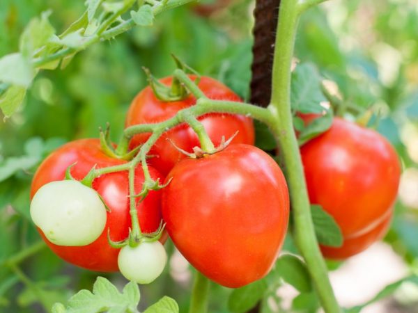 Egenskaper för tomater av Moskva Cream-sorten