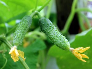 Characteristics of varieties of cucumbers Babushkina