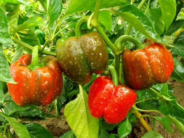The most productive varieties of bell peppers